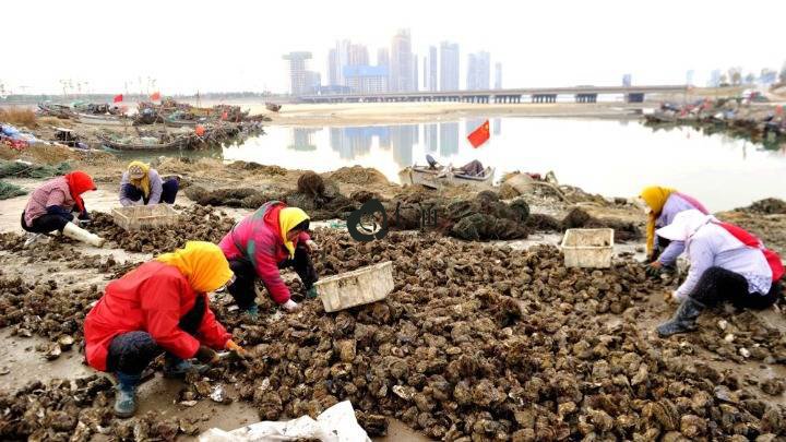 樂亭扇貝立體生態(tài)養(yǎng)殖豐收 